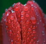 Wet Tulip_49231